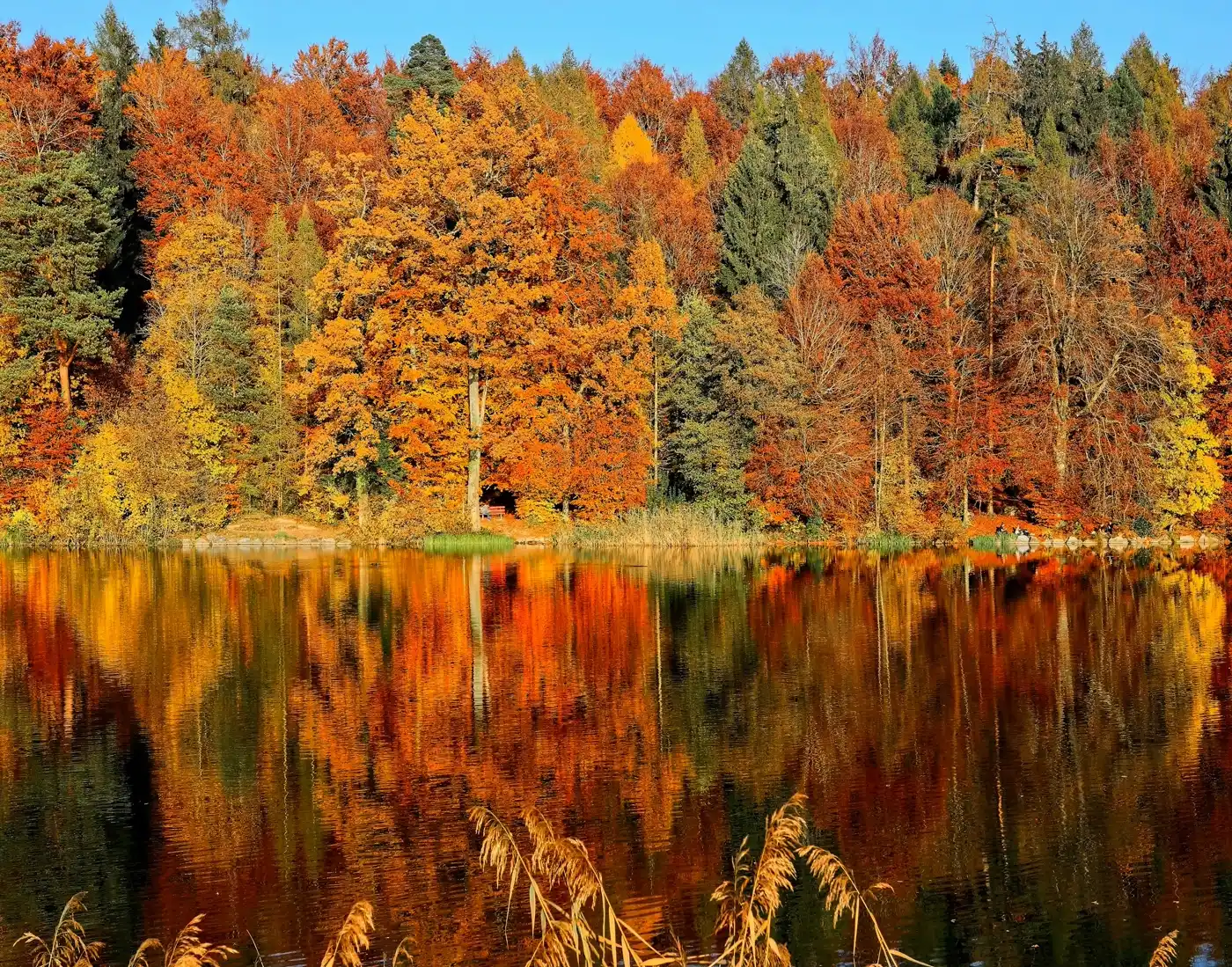 Autumn forest reflected in a still Canadian lake